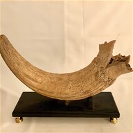 cattle horns for sale