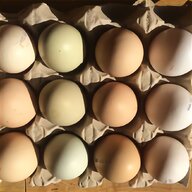 silkies hatching eggs for sale