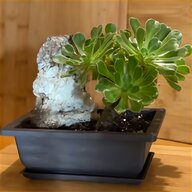 jade bonsai for sale