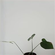 frankincense plant for sale