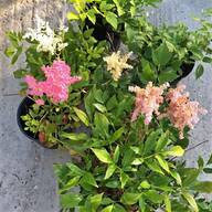 perennial plants for sale