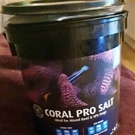 acan coral for sale
