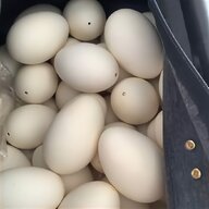 real goose eggs for sale