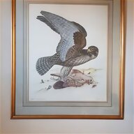 falcon frame for sale