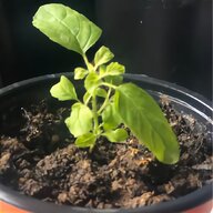 basil plant for sale