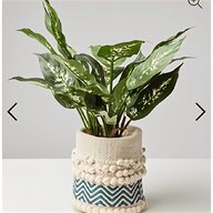 type plant pots for sale