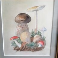 mushroom for sale