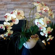 blue orchid plants for sale