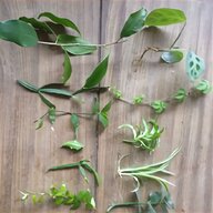 small house plants for sale