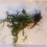 java fern for sale