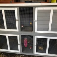 guinea pig homes for sale