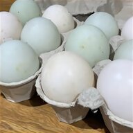 wyandotte hatching eggs for sale
