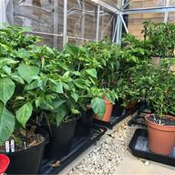 chilli plug plants for sale