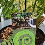 dicksonia tree fern for sale