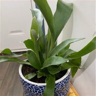 plant mister for sale
