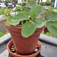 strawberry plants for sale