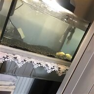 juwel aquarium pump for sale