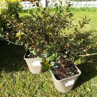 mulberry rosemary for sale