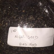 shallot seeds for sale