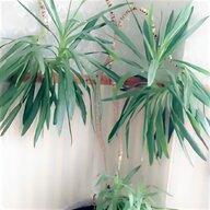 tropical plants for sale
