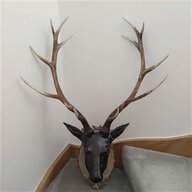 mounted antlers for sale