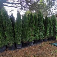 potted shrubs for sale