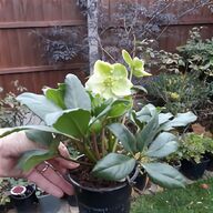 hellebore for sale