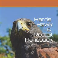red tail hawk for sale