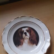 cavalier king charles for sale