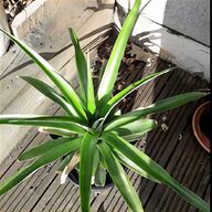 conservatory plants for sale