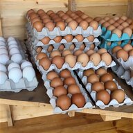 shamo eggs for sale