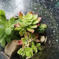 cactus bowl for sale