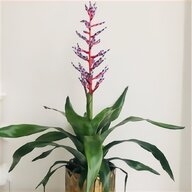 bromeliad plant for sale