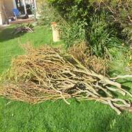 curly willow for sale