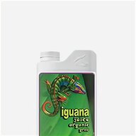 iguanas for sale