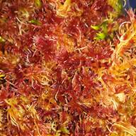 live sphagnum moss for sale