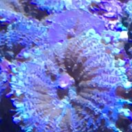 marine corals for sale