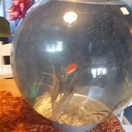 large goldfish for sale