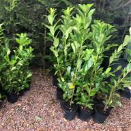 4 litre plant pots for sale