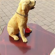 dog labrador for sale