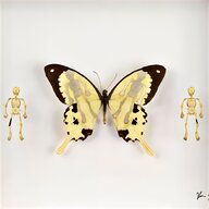 butterfly specimen for sale