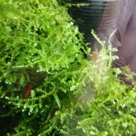 moss for sale