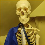 medical skeleton for sale