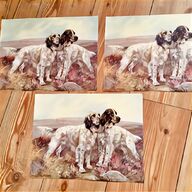 english setters for sale