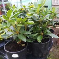 white rhododendron for sale