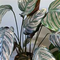 trillium plants for sale