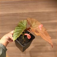begonia for sale