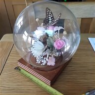 taxidermy dome for sale
