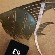 taxidermy fish for sale