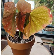 trailing begonia plants for sale